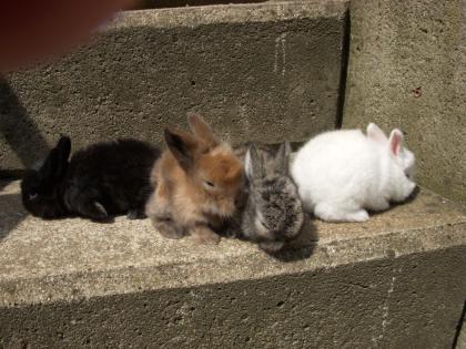 Zwergkaninchenbabys suchen neues zu Hause