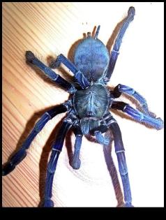 5 Cyriopagopus spec. Blue2 Malaysia