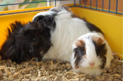 Meerschweinchenbabys Angora Sheltie 7 Wochen alt abzugeben