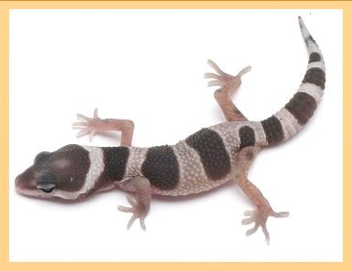 0 2 Mack Snow het Tremper poss. Giant