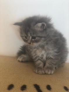 Perser Kater kitten