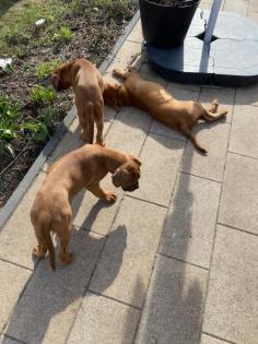 Hundewelpen suchen ein zu Hause
