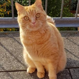 Suche Britisch Kurzhaar Kater rot