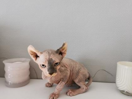Sphynx Kätzchen zu verkaufen
