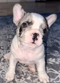 Sehr liebevoller Wurf französischer Bulldoggenwelpen.