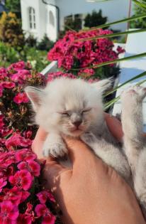 Katze Kater Heilige Birma Kitten