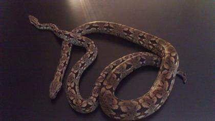 1 1 Südliche Madagaskar Boa het Albino