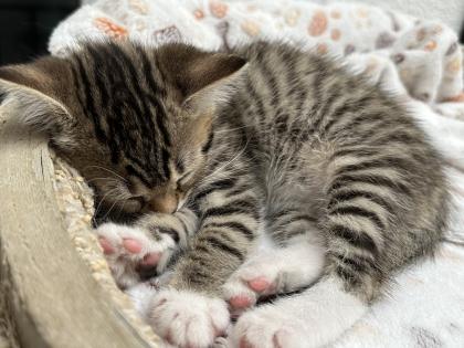 Süße verschmuste Britisch Kurzhaar Britisch Langhaar und mix Kitten Katzenbabys aus liebevoller Zuc