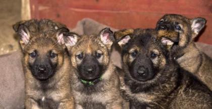 Schäferhund Welpen aus Kör-und Leistung grau mit SV-Papieren