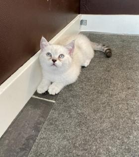 Abgabe bereite BKH blue point kitten
