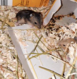 Babyhamster Dsungarische 5 Wochen alt sehr lieb