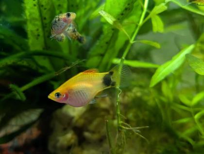 Platys silberblau und orange