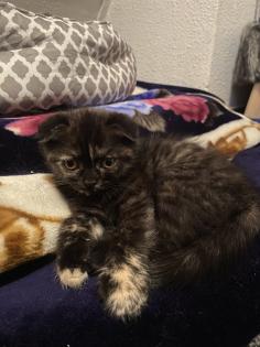 Britisch Kurzhaar Mix Kitten