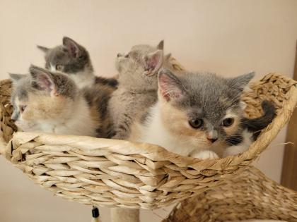 BKH Kitten reinrassig abholbereit