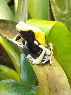Dendrobates tinctorius Atachi Bakka