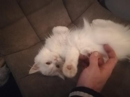 Kitten abzugeben in liebevolle Hände