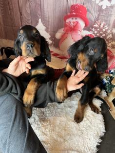 Wunderschöne Gordon Setter Welpen