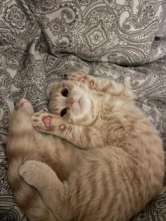 BKH Mischling Kater 2 Jahre