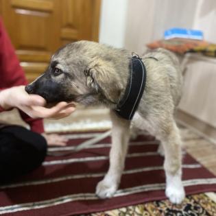Kleon / Status sucht ein Zuhause