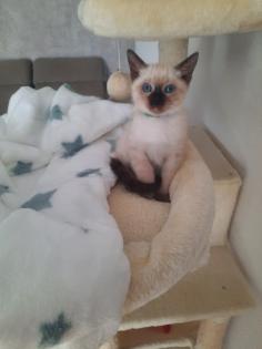 Tonkanesekitten Burma Siam