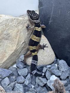 Leopardgecko Weibchen