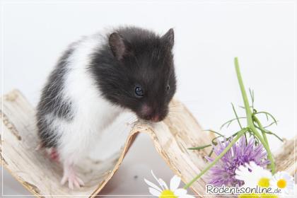 Zauberhafte zahme Goldhamster und Teddyhamster