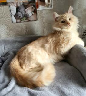 Sibirisches katerchen mit Stammbaum