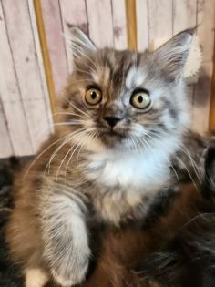Maine Coon Perser Katze