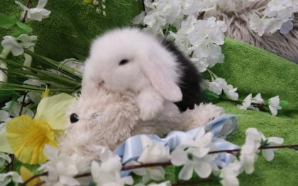 Zwergkaninchen Peking-Teddywidder super süß und handzahm