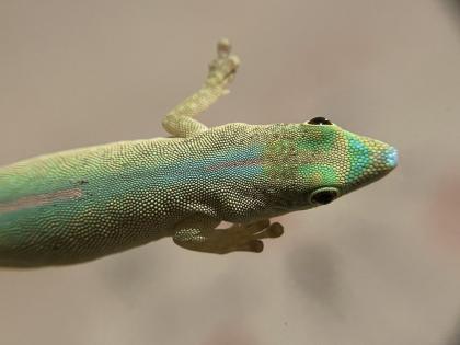 Phelsuma Robertmertensi