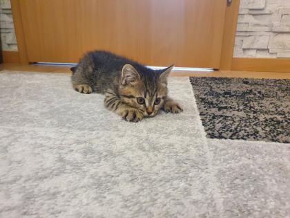 Verschenke BKH-Maine-Coon Kätzchen