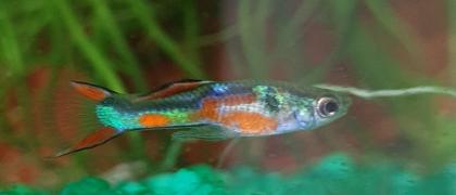 Endler Guppy Gruppe abzugeben nur noch bis 14. 07.