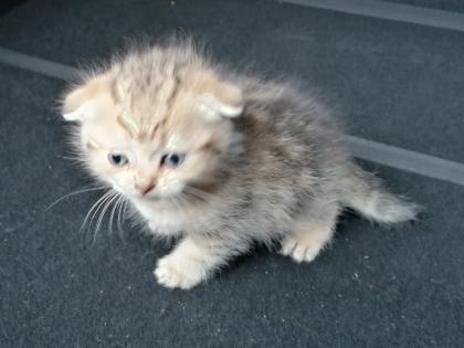 British Kurzhaar Kitten Blue Golden Tabby
