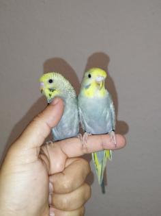2 super zahm Wellensittiche Rainbow Wellis Vögel handzahm 3 Mona