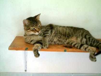 Merlin der super freundliche Tigerkater
