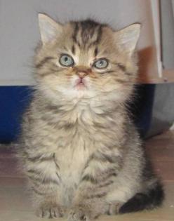 Mehrere Katzen abzugeben. Selkirk Rex lockig sowie Glatthaar Kurzhaarig