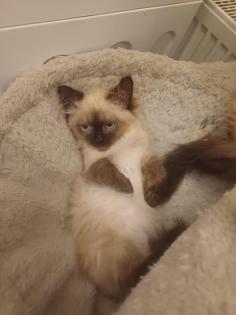 Ragdoll-Kätzchen suchen ein neues liebevolles Zuhause