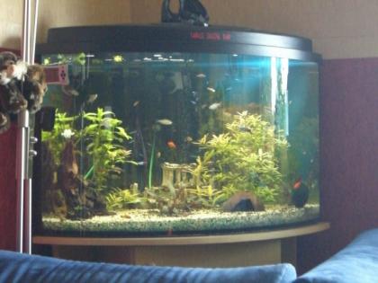 Panorama-Eckaquarium 210 L Komplett mit Besatz VHB