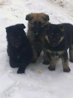 Gesunde hübsche Schäferhundwelpen