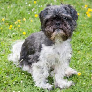 SIR BOBBY - Shih Tzu - 5 Jahre - Tierhilfe-Franken e. V.