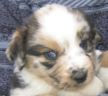 Mini Australian Shepherd Welpen