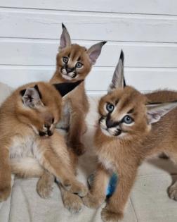 Serval- Savannah- und Karakalkätzchen
