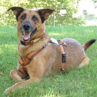 AMY-MA - Mali-Schäferhund-Mix - 7 Jahre - Tierhilfe-Franken e. V.