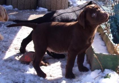 Supersüsse Labradorwelpen in choco gelb und schwarz m. Papieren