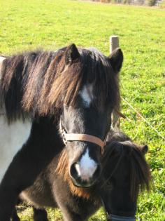 Reitbeteiligung an Pony