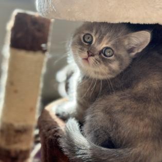 Wunderschöne schottische Britisch-Kurzhaar-Katze