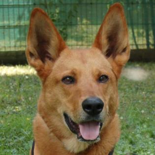 RED TEDDY - Mix - 7 Jahre - Tierhilfe-Franken e. V.