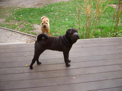 Shar Pei Hündin 6 Monate in liebevolle Hände anzugeben