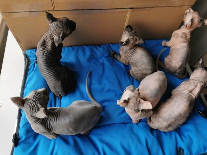 Sphynx Kätzchen zu verkaufen