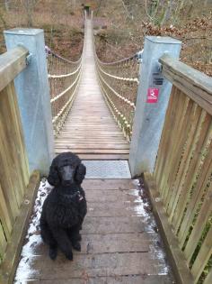 Wurfankündigung F1 Labradoodle